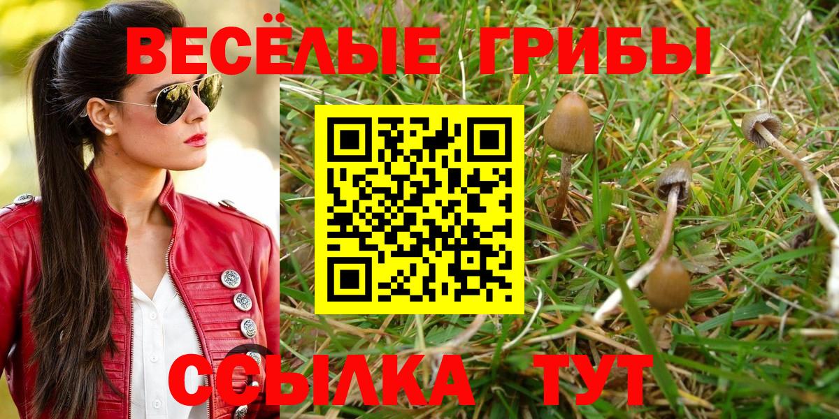 Галлюциногенные грибы Psilocybe  Вход с VPN  магазин    Черняховск 